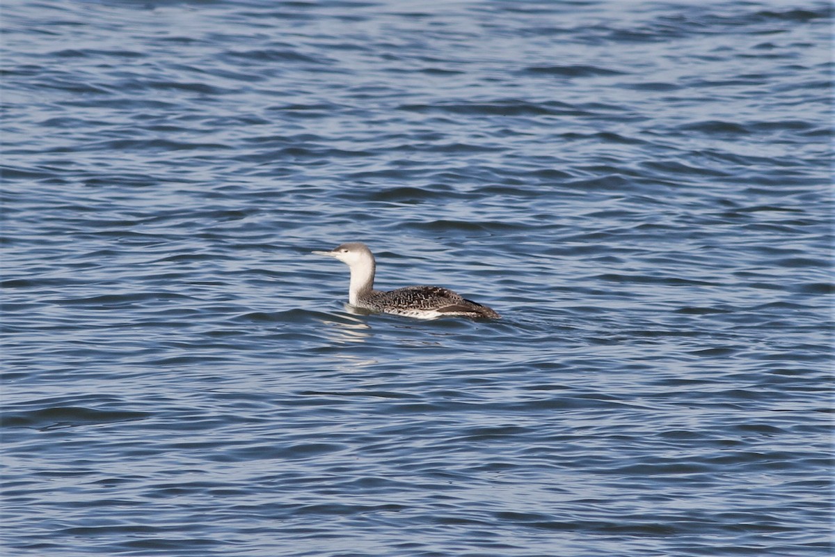 Red-throated Loon - ML531350481