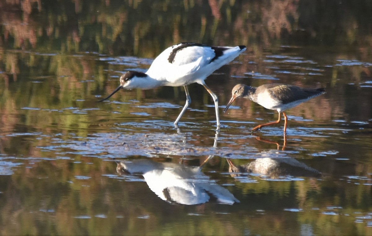 Pied Avocet - Luís Santos