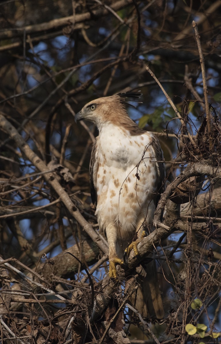 Changeable Hawk-Eagle - ML531354311