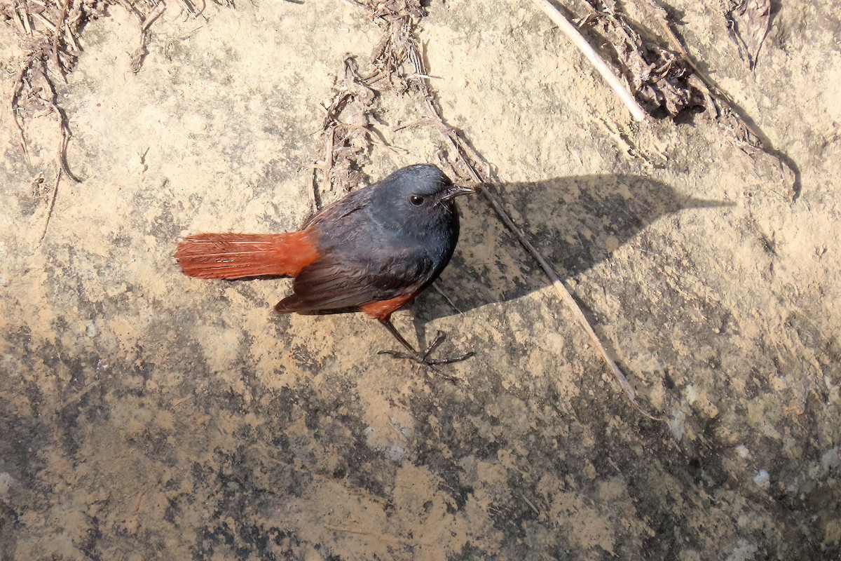 Luzon Redstart - ML531355051