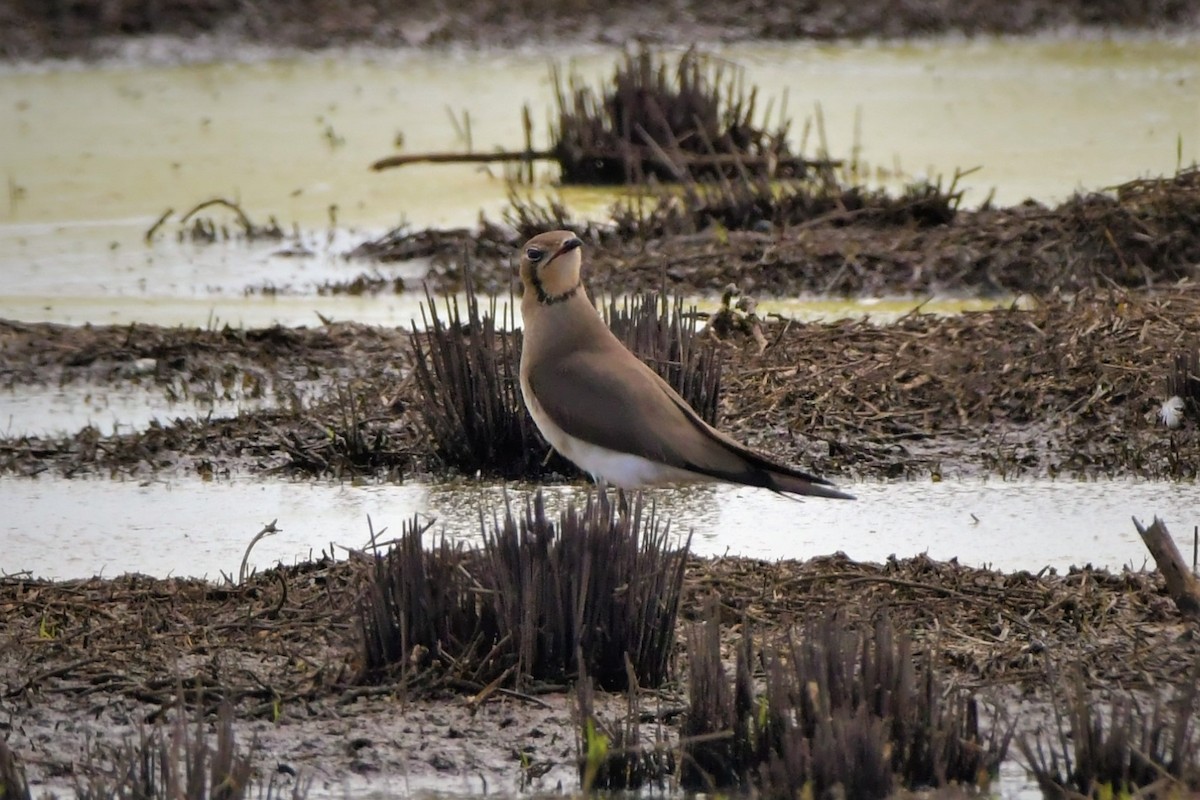 Oriental Pratincole - ML531355621