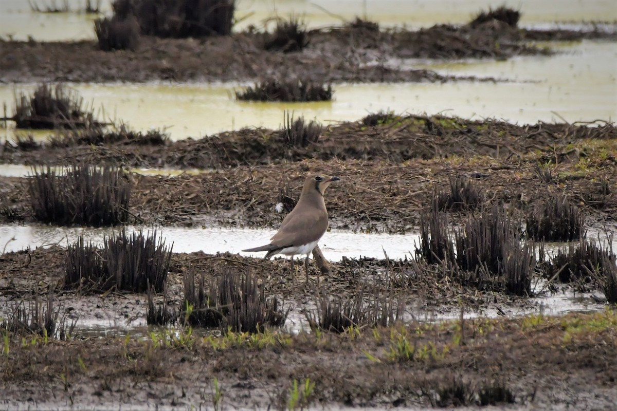 Oriental Pratincole - ML531355631