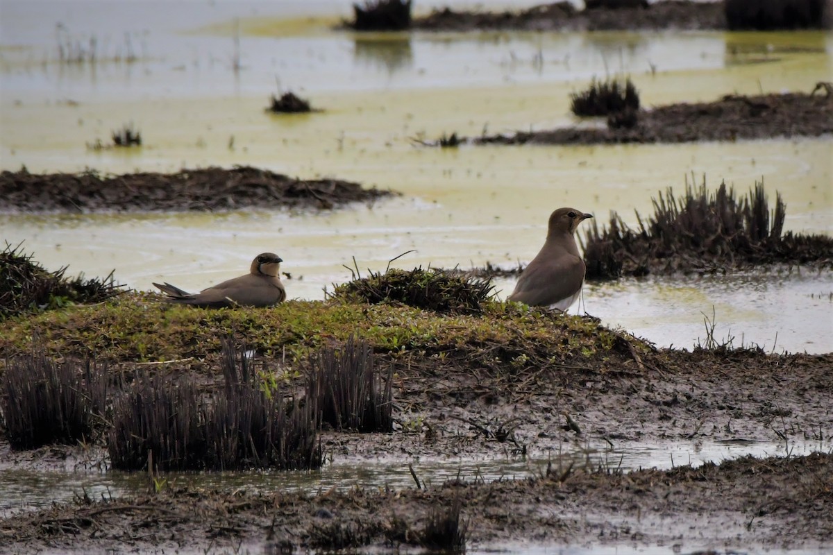 Oriental Pratincole - ML531355641