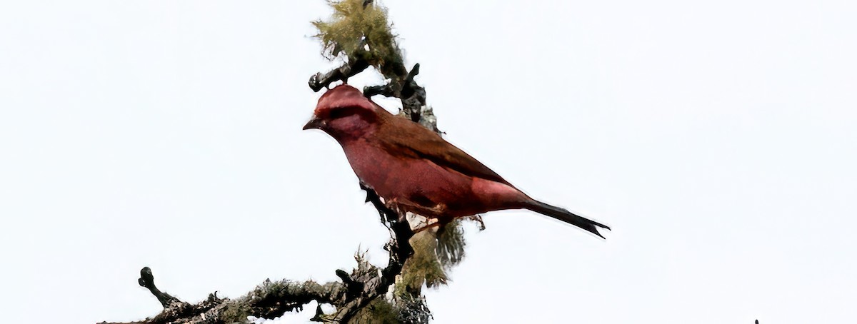 Pink-browed Rosefinch - ML531356141