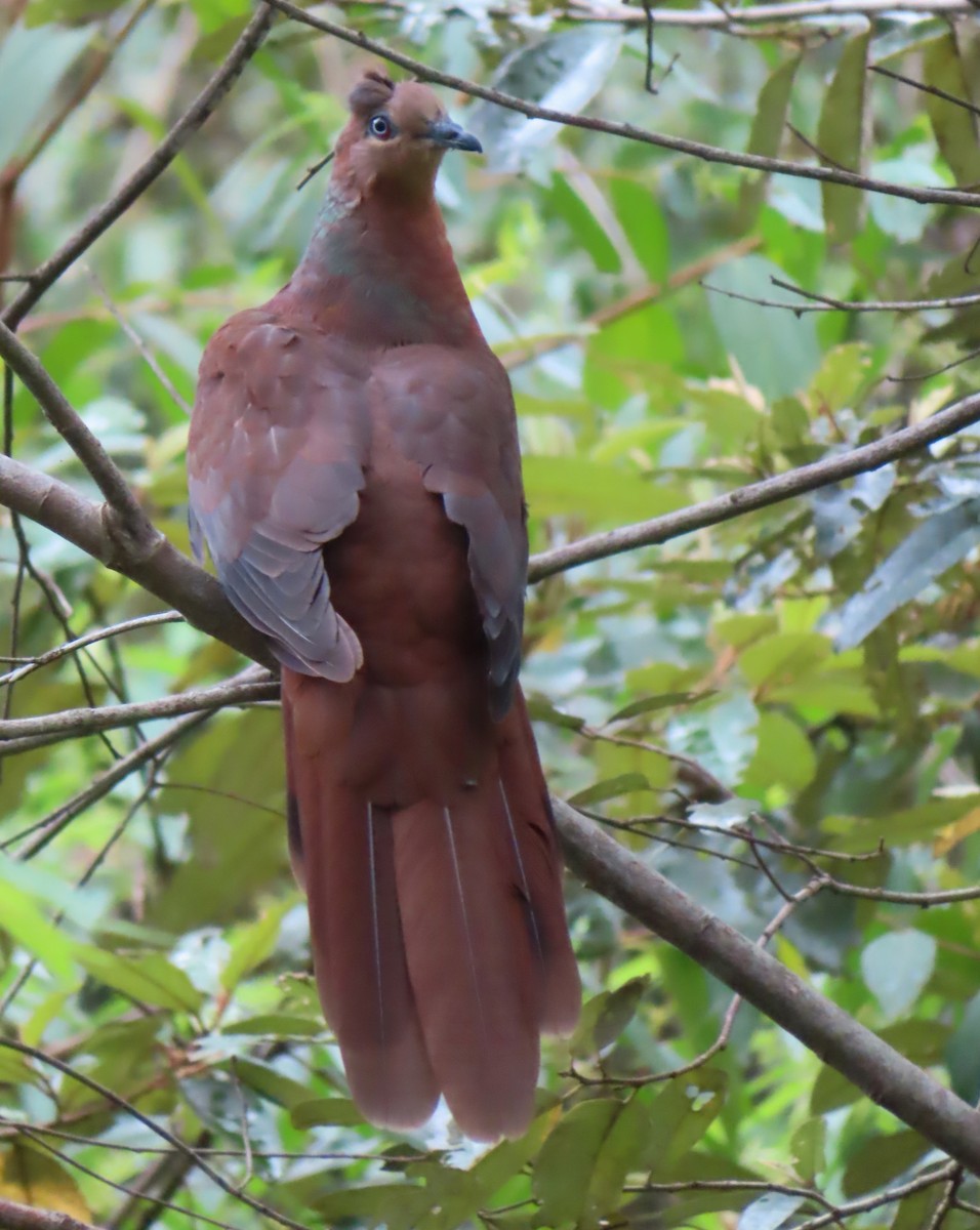 Brown Cuckoo-Dove - ML531357571