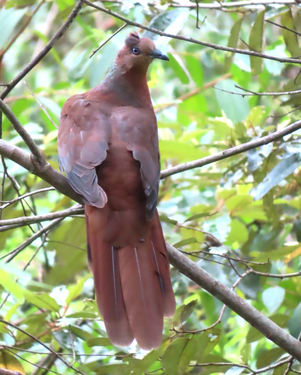 Brown Cuckoo-Dove - ML531357591