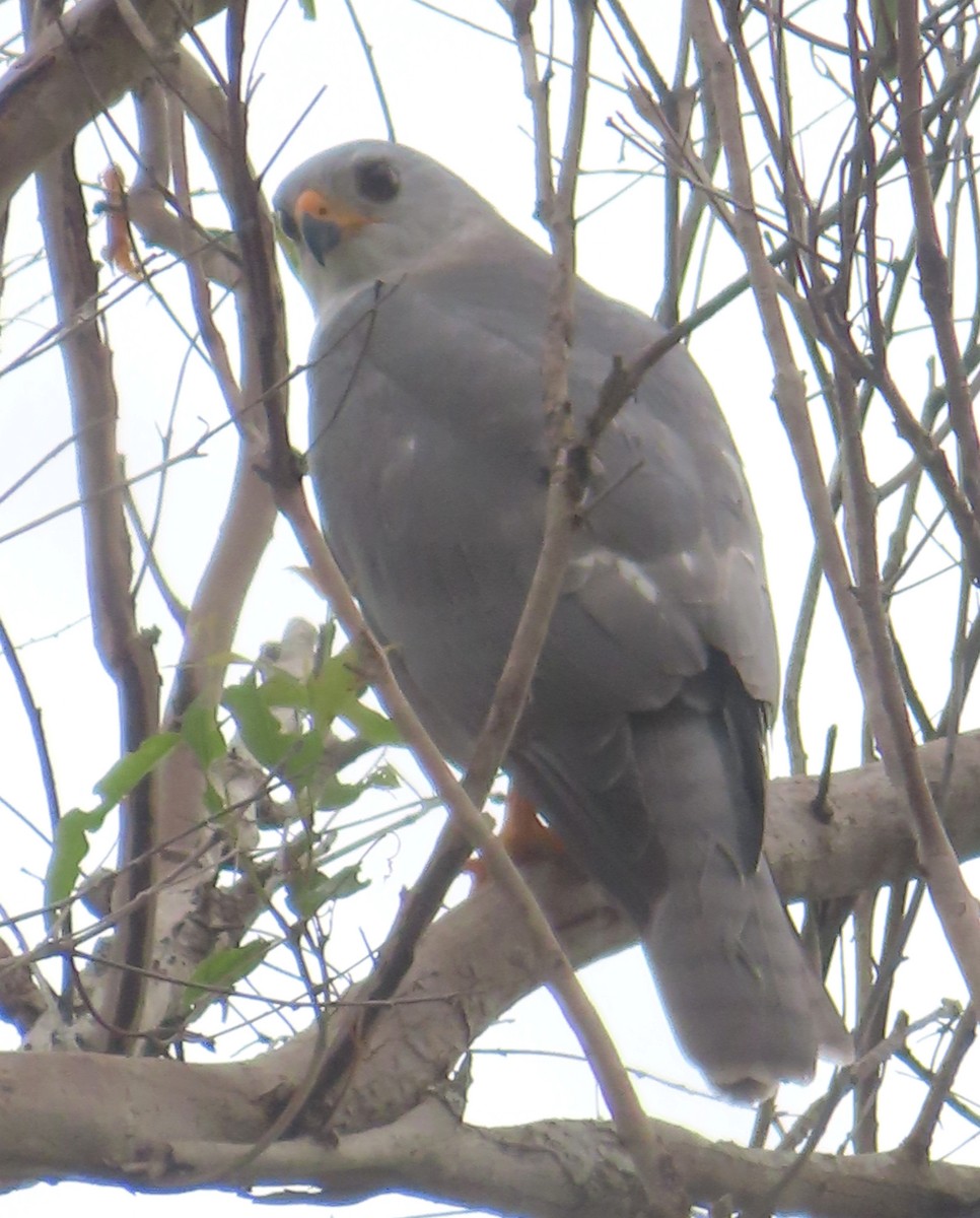 Gray Goshawk - Paul Dobbie