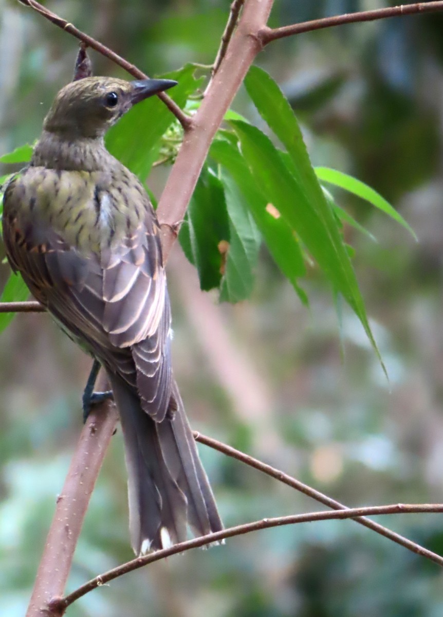 Olive-backed Oriole - ML531358151