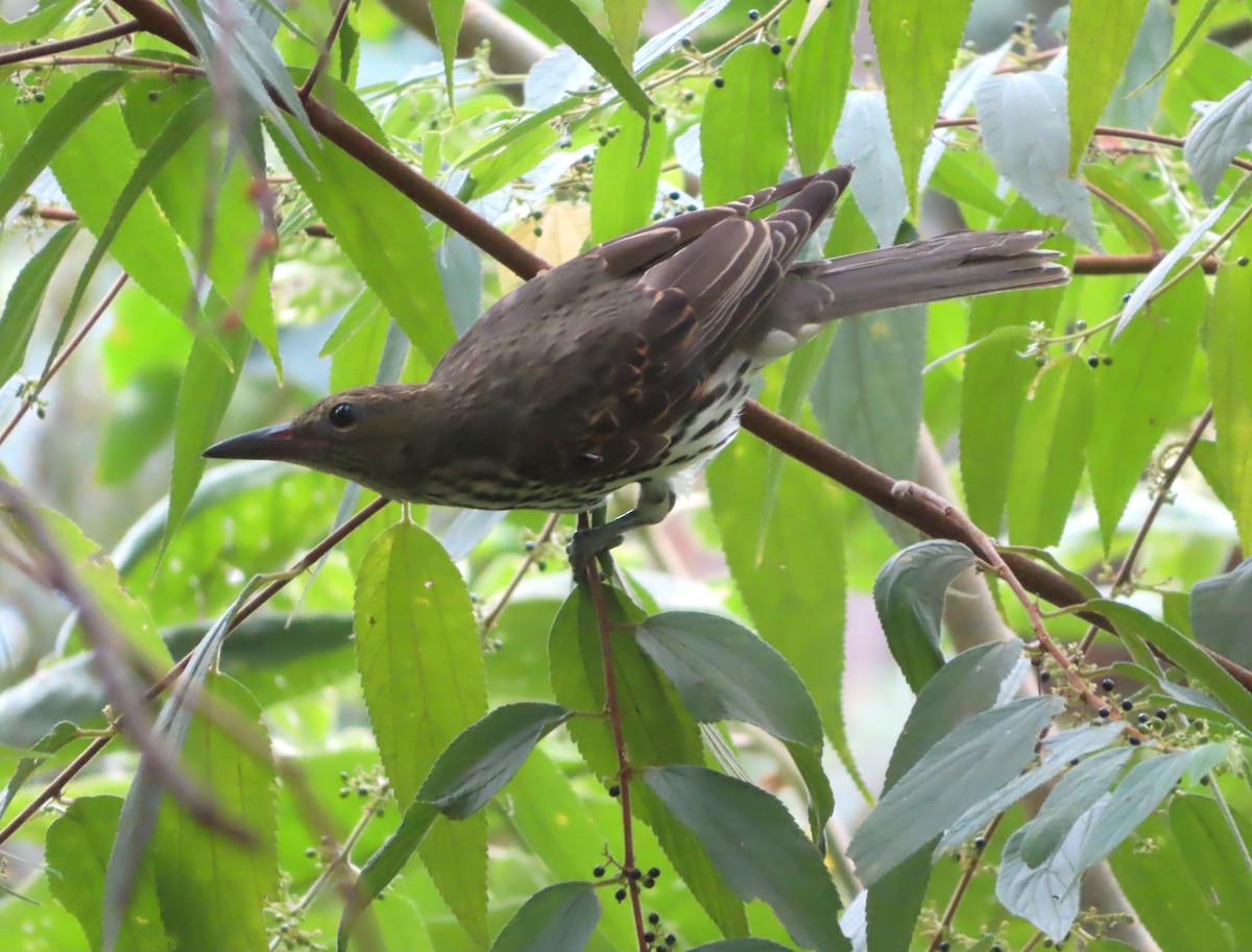 Olive-backed Oriole - ML531358241