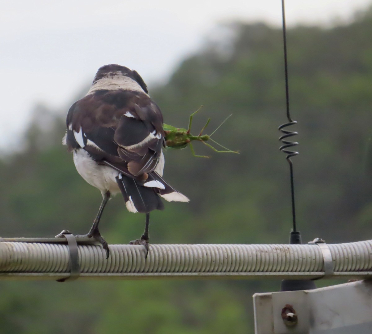 Pied Butcherbird - ML531358261