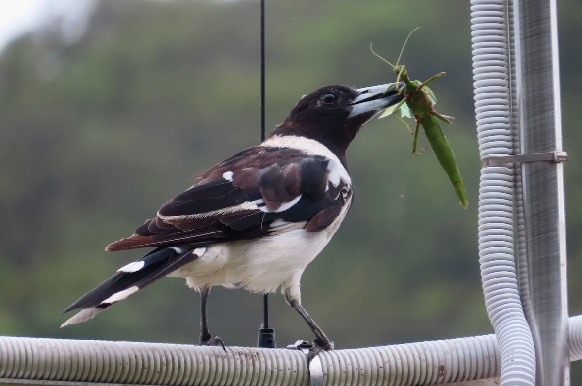 Pied Butcherbird - ML531358281