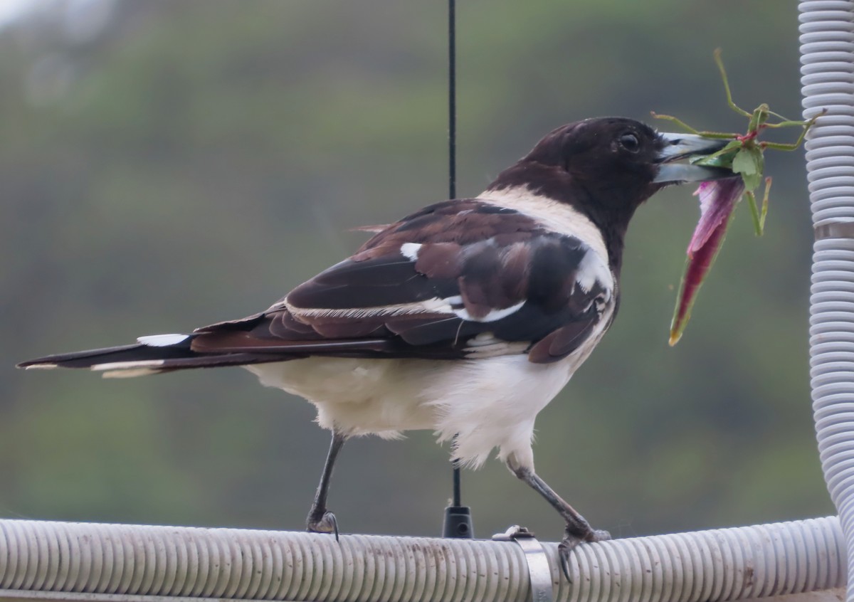 Pied Butcherbird - ML531358311