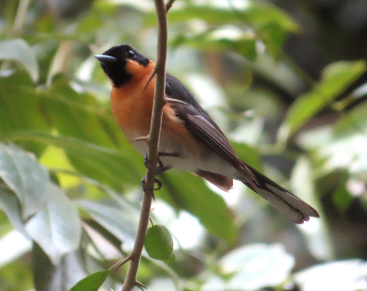 Spectacled Monarch - ML531358331