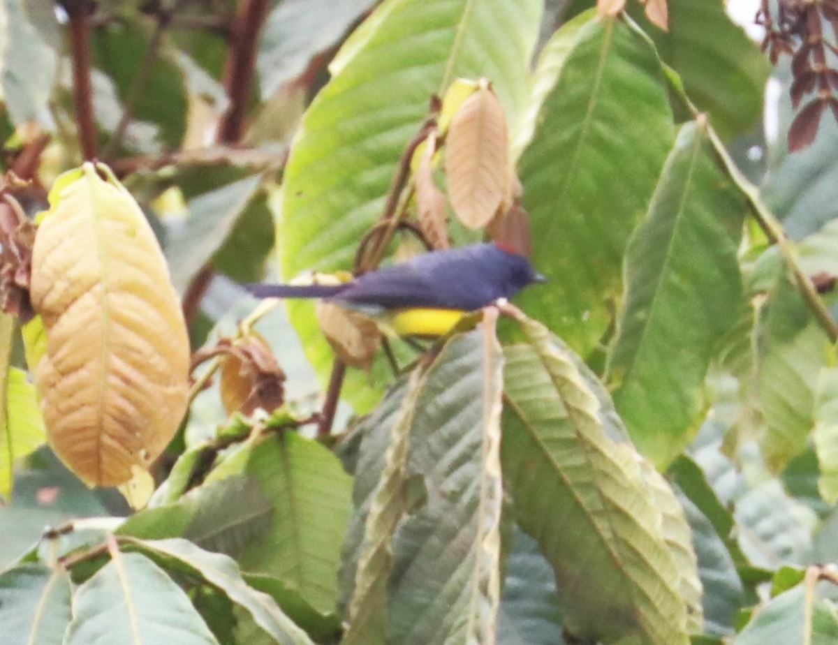 Slate-throated Redstart - ML531360211