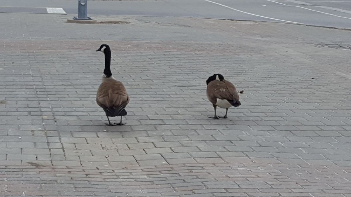 Canada Goose - ML53136071