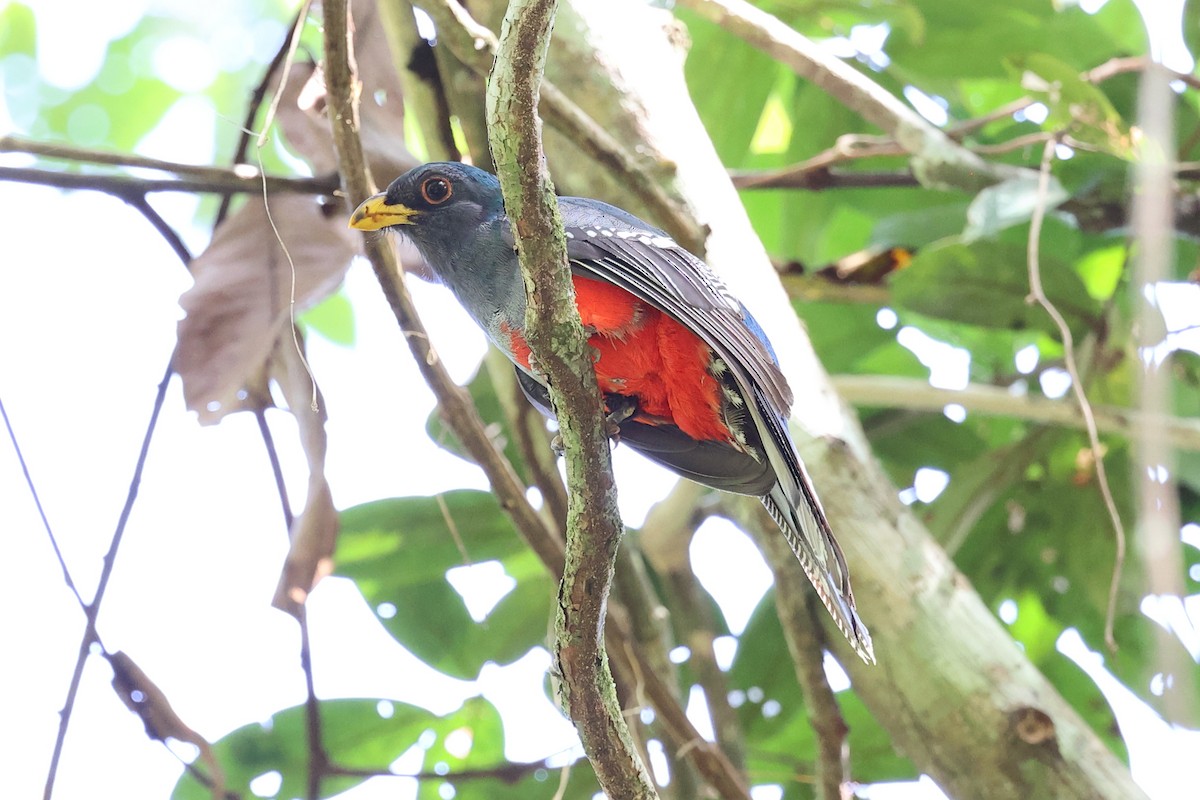 Black-tailed Trogon (Large-tailed) - Yiming Qiu