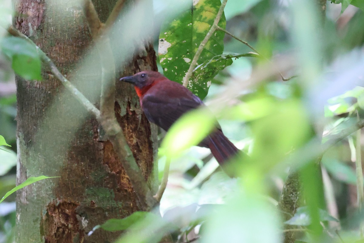 Red-throated Ant-Tanager (Red-throated) - Yiming Qiu