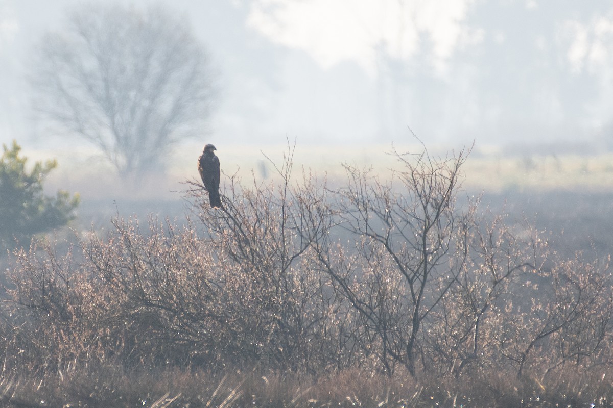 Western Marsh Harrier - ML531365361