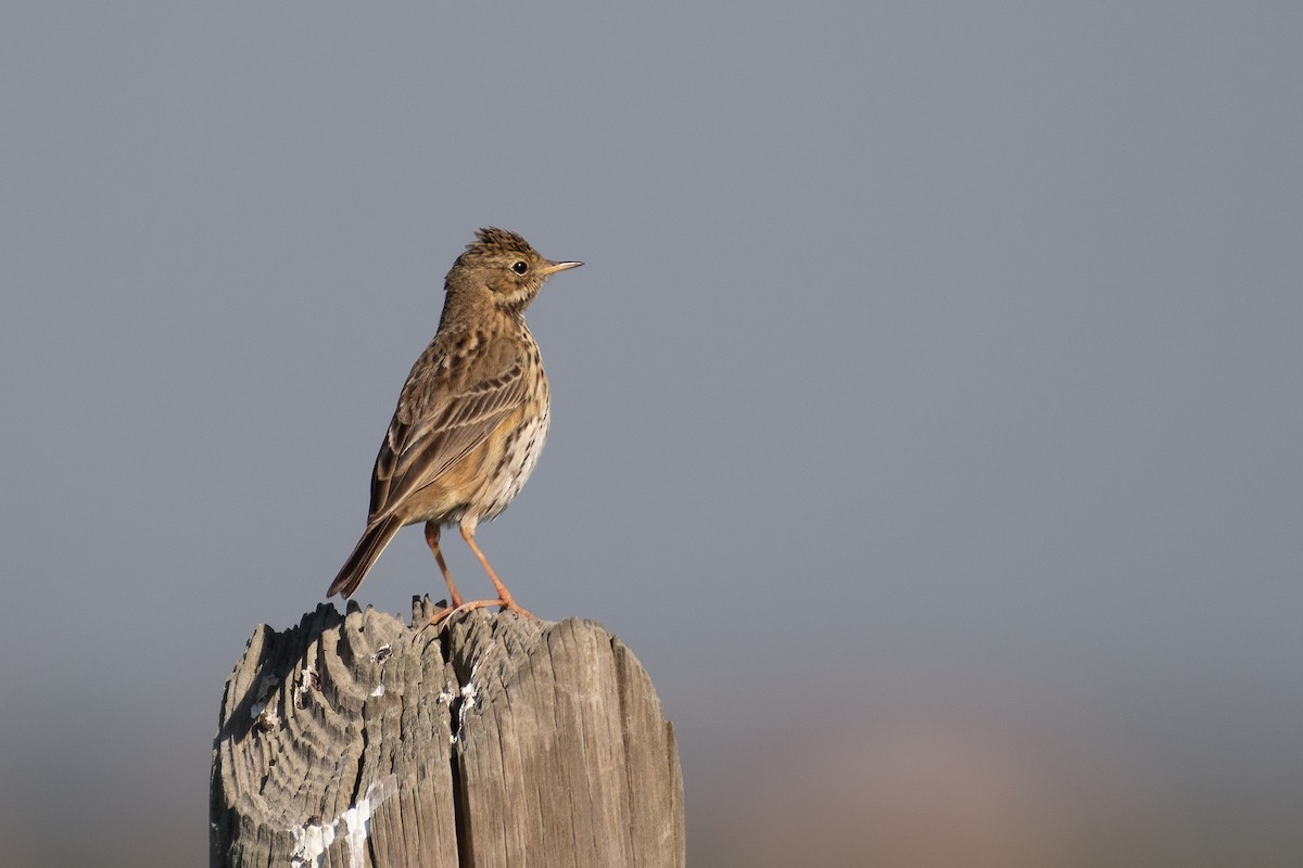 Meadow Pipit - Ana Amaral