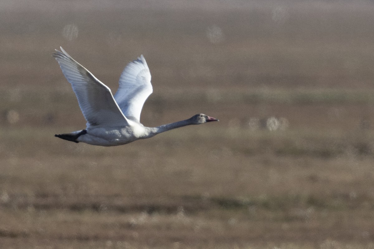 Tundra Swan (Whistling) - ML531367301