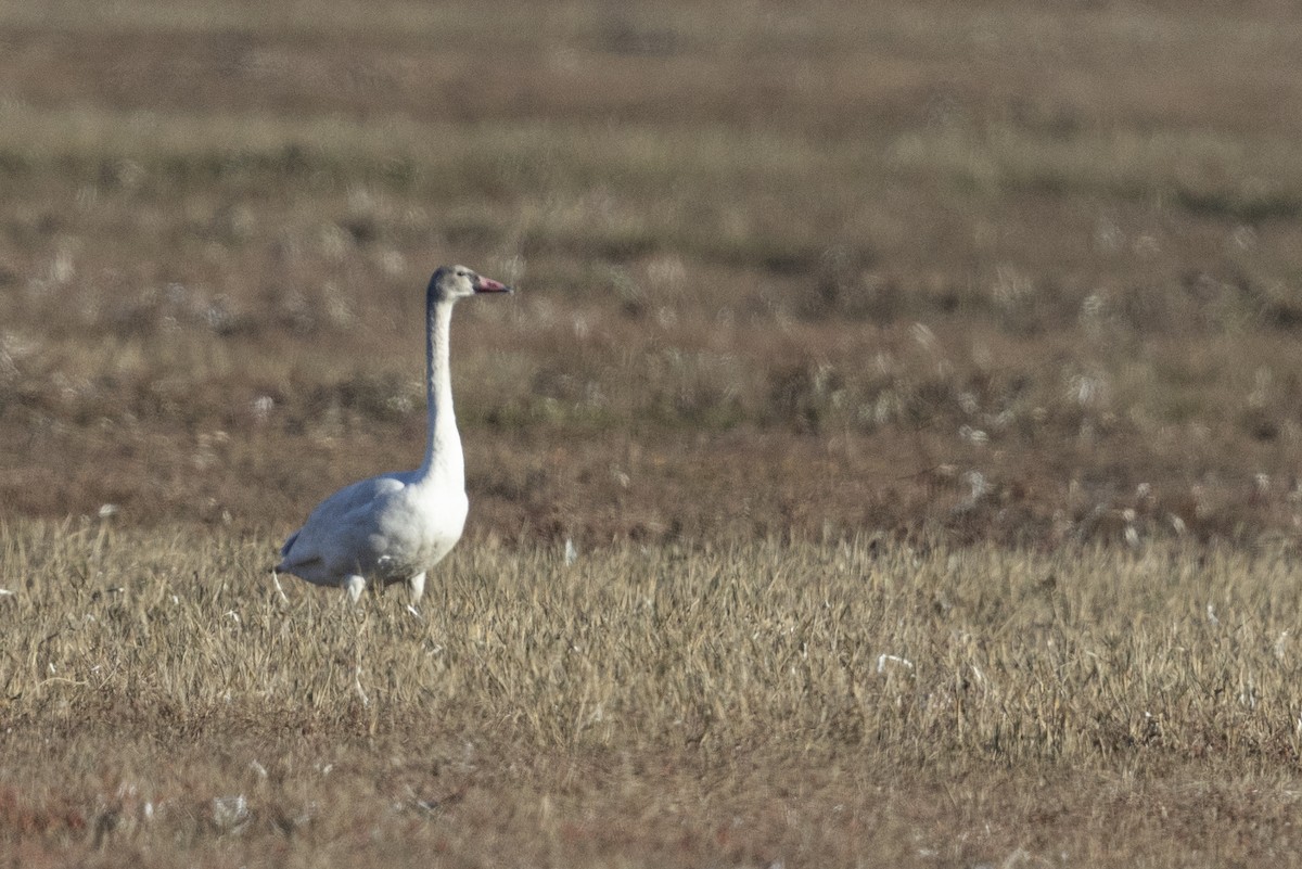 Tundra Swan (Whistling) - ML531367311