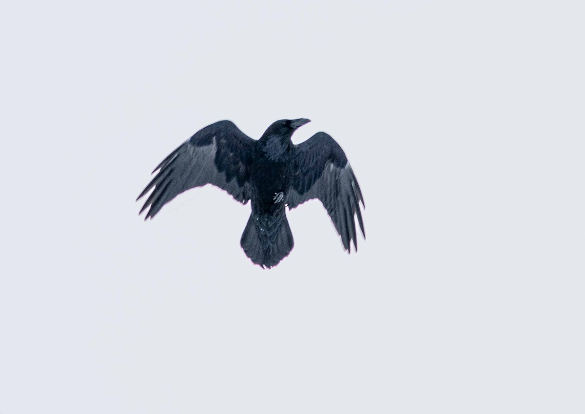 Common Raven - ML531367681