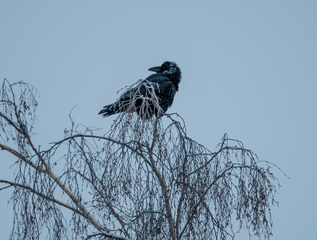Common Raven - ML531367691
