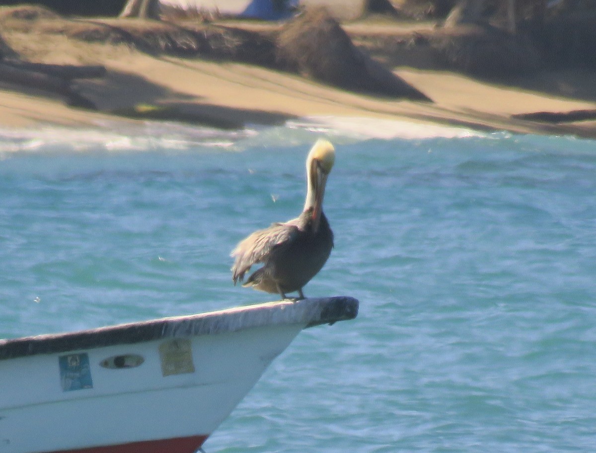 Brown Pelican - ML531368111