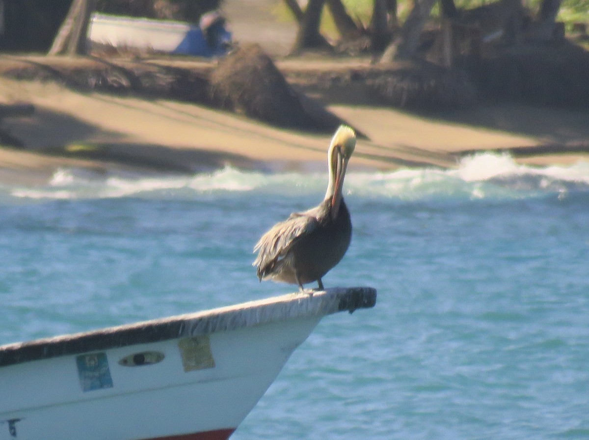 Brown Pelican - ML531368121