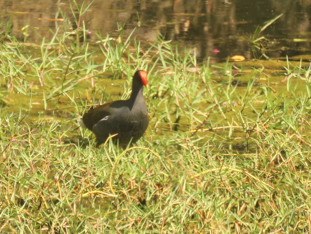 Common Gallinule - ML531368171