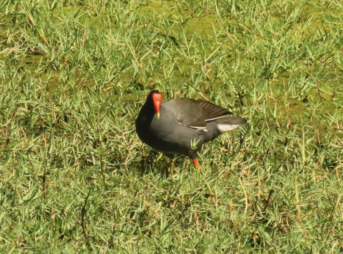 Common Gallinule - ML531368181