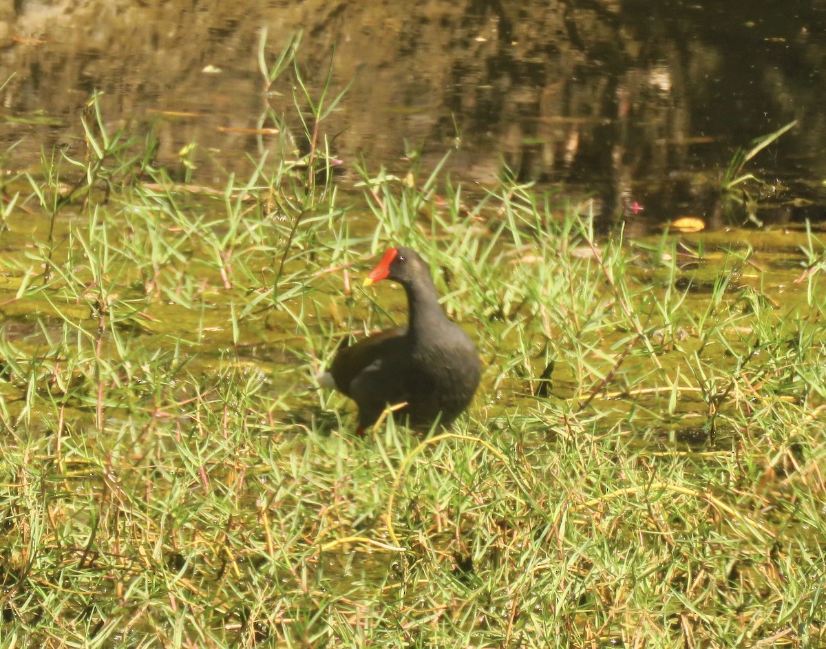 Common Gallinule - ML531368191