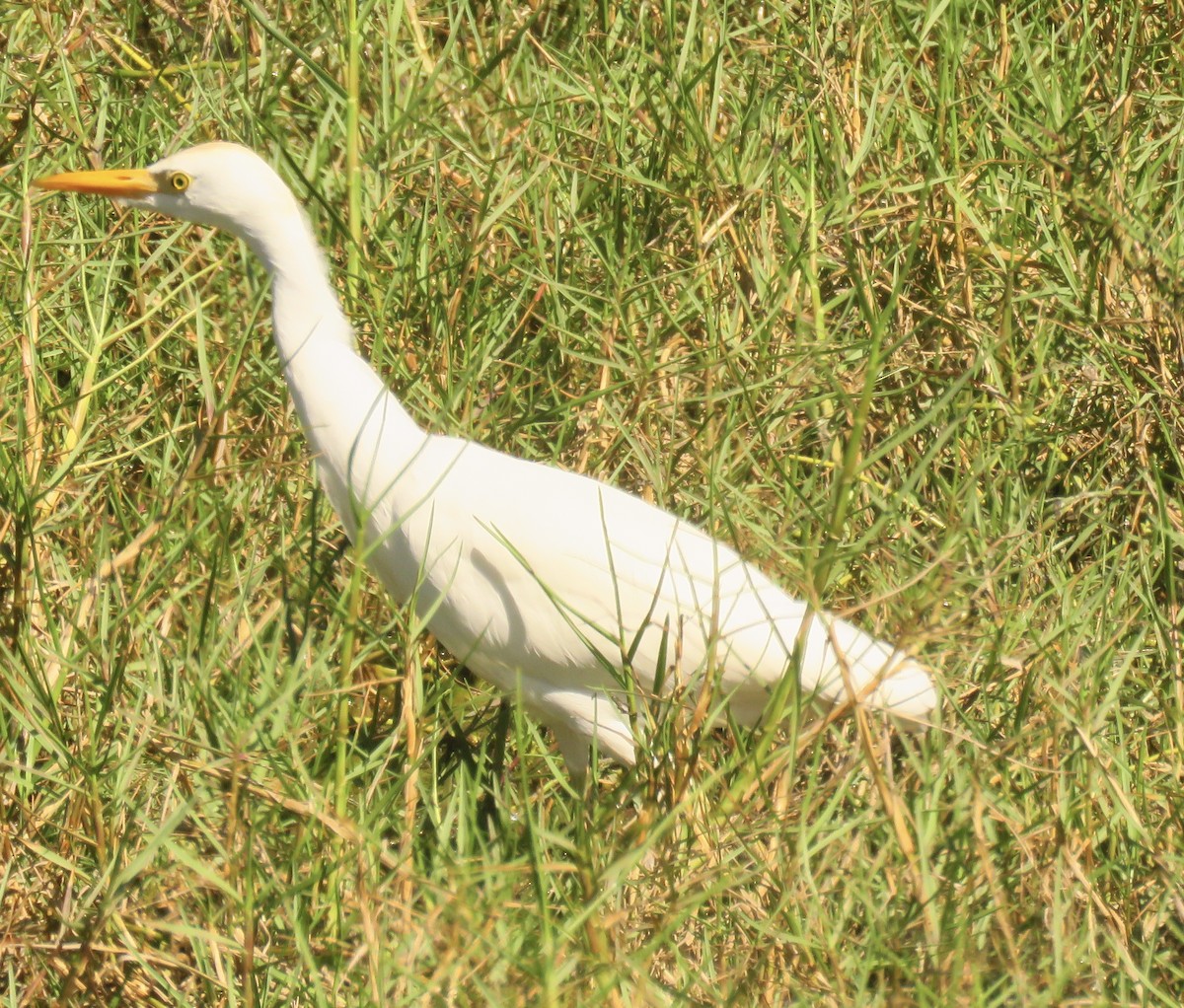 Western Cattle Egret - ML531368201