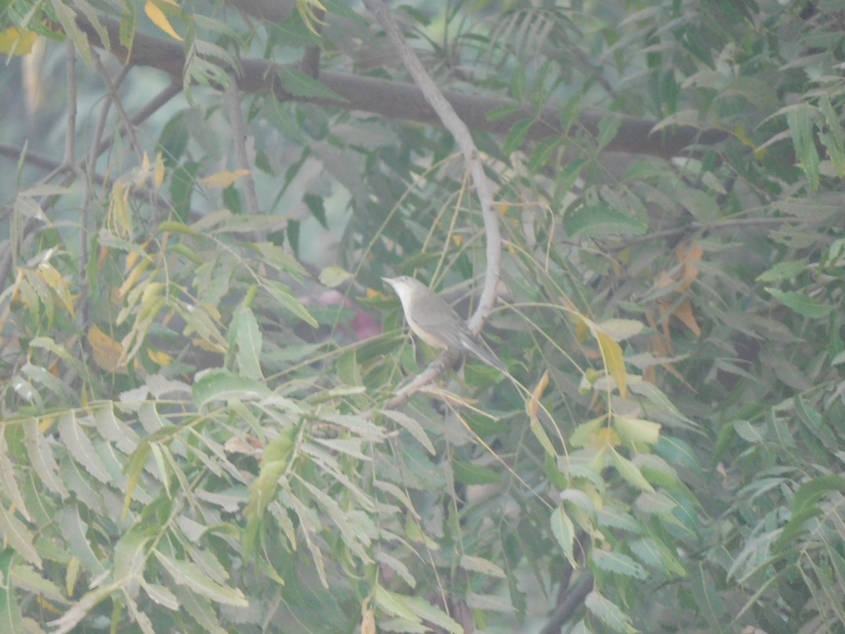 Greenish Warbler - ML531369441