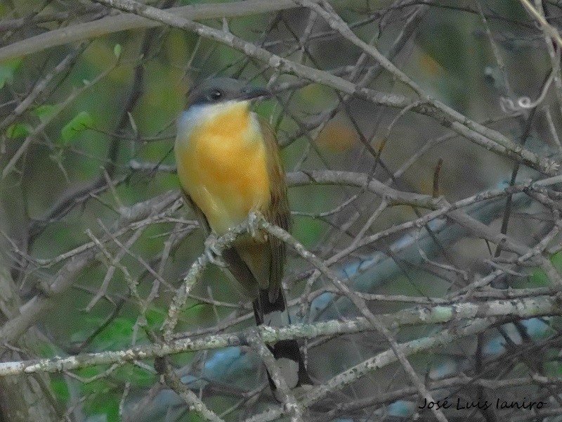 Dark-billed Cuckoo - ML531369501