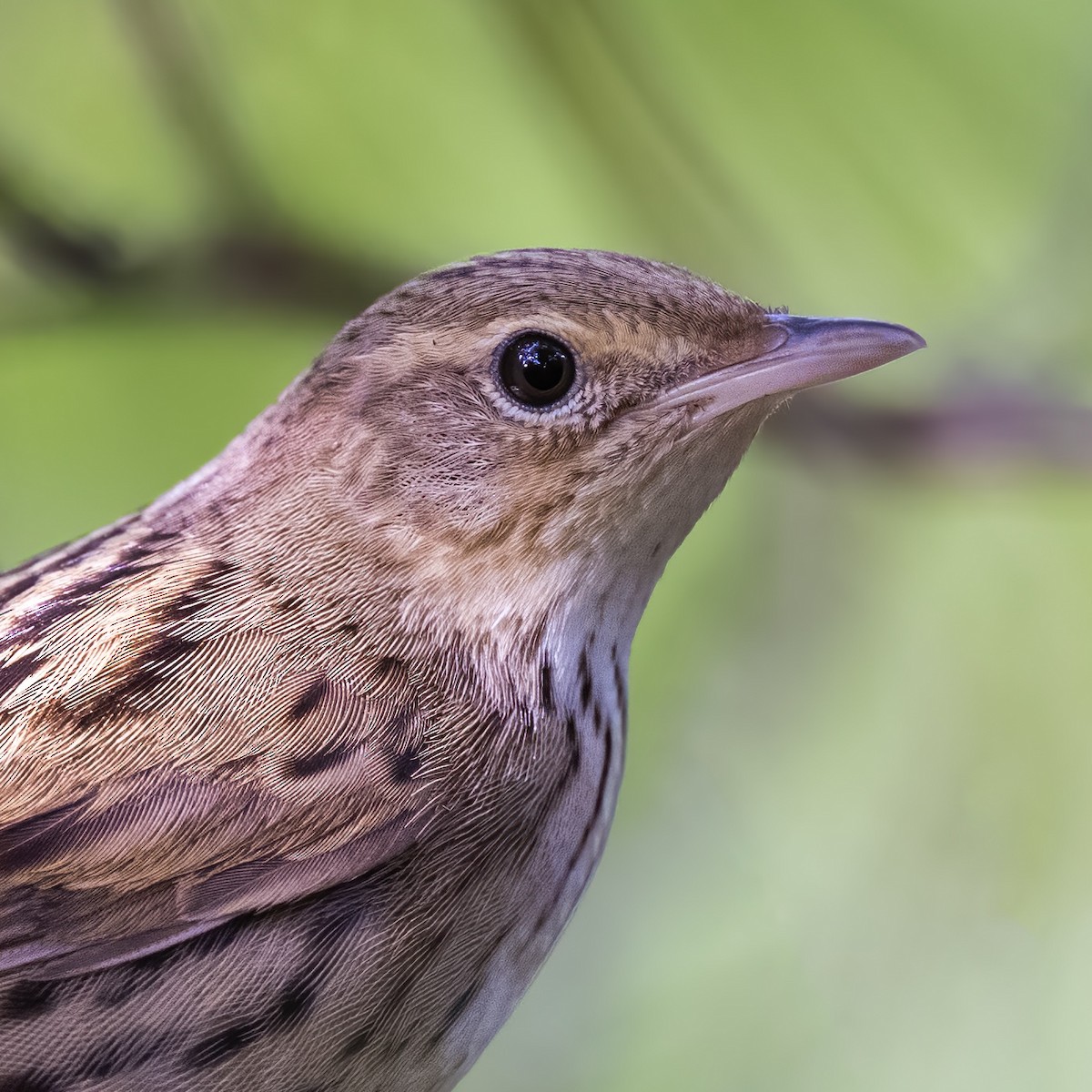 Lanceolated Warbler - ML531372051