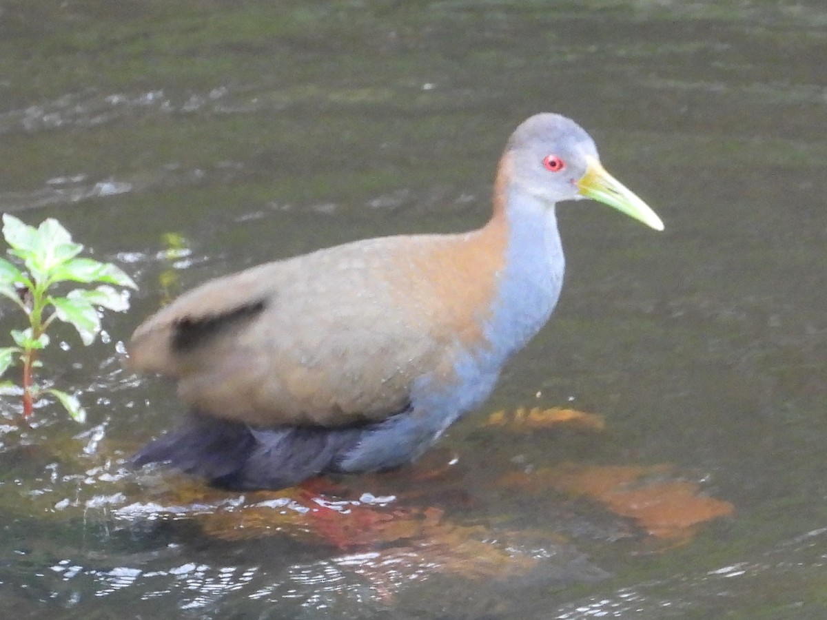 Slaty-breasted Wood-Rail - ML531373921