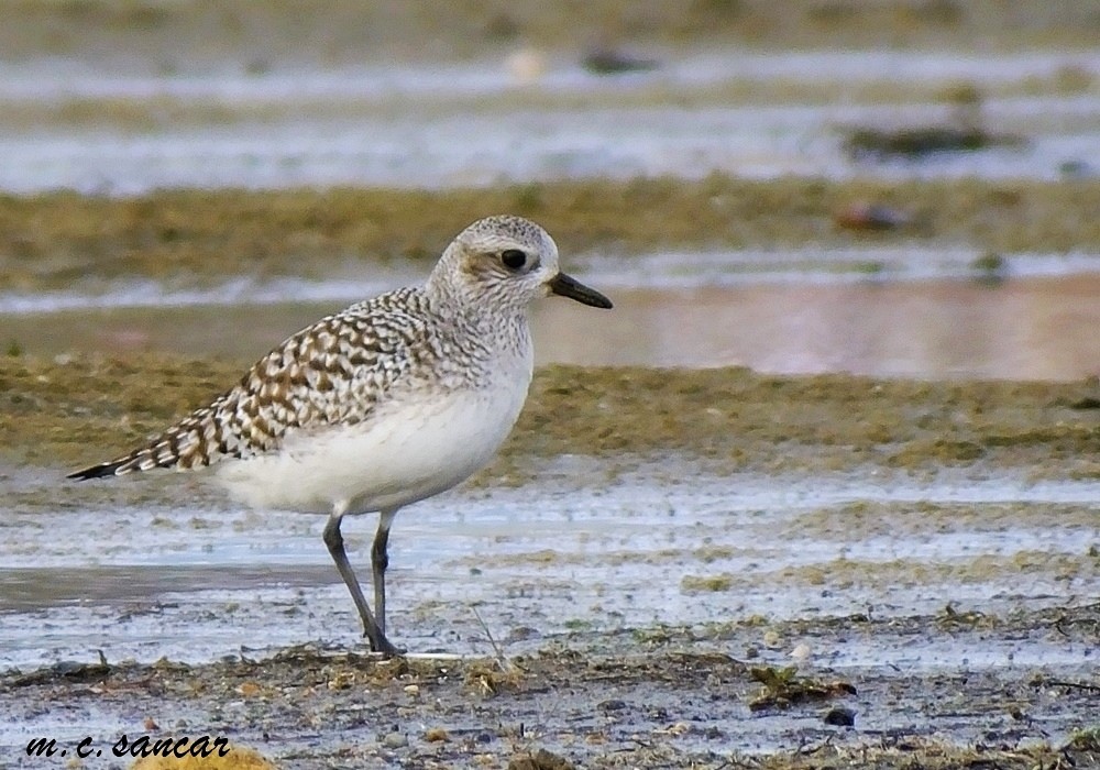 Black-bellied Plover - ML531374821