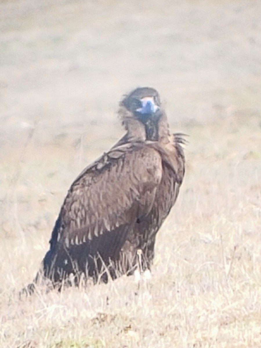 Cinereous Vulture - ML531375581