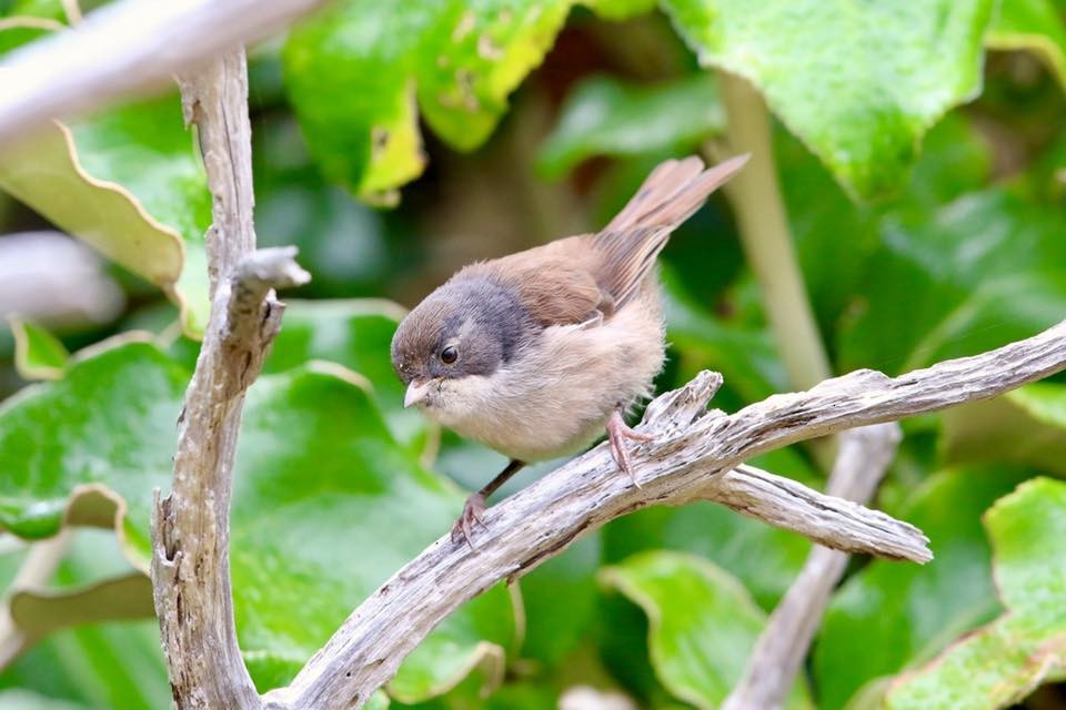 Pipipi - Stefan Hirsch