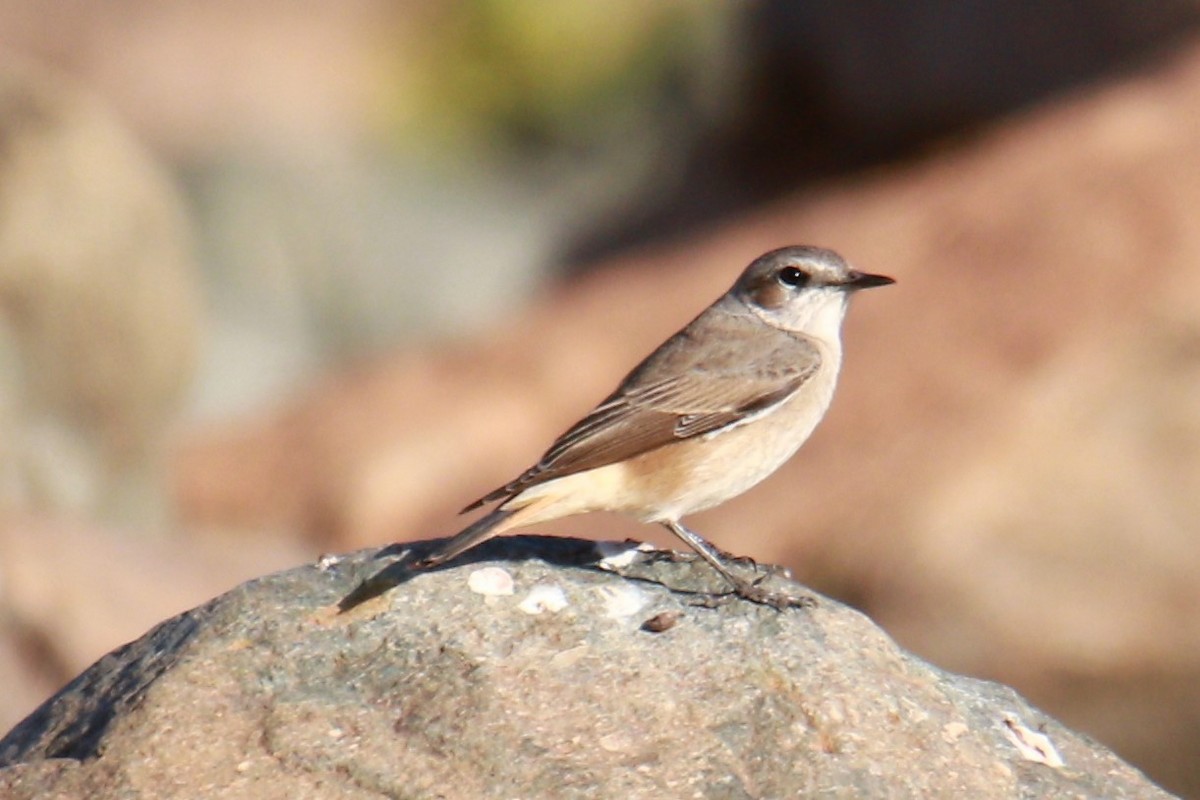 rusthalesteinskvett - ML531377881