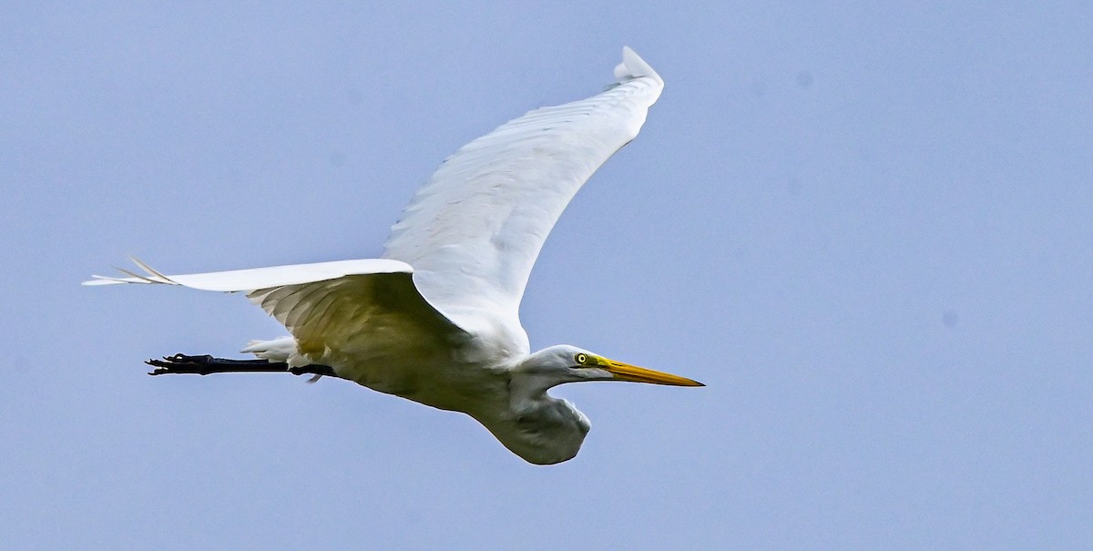 Great Egret - ML531379521