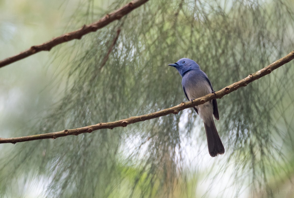 Black-naped Monarch - ML53137961