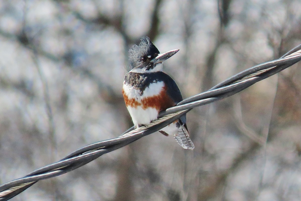Belted Kingfisher - ML531380081