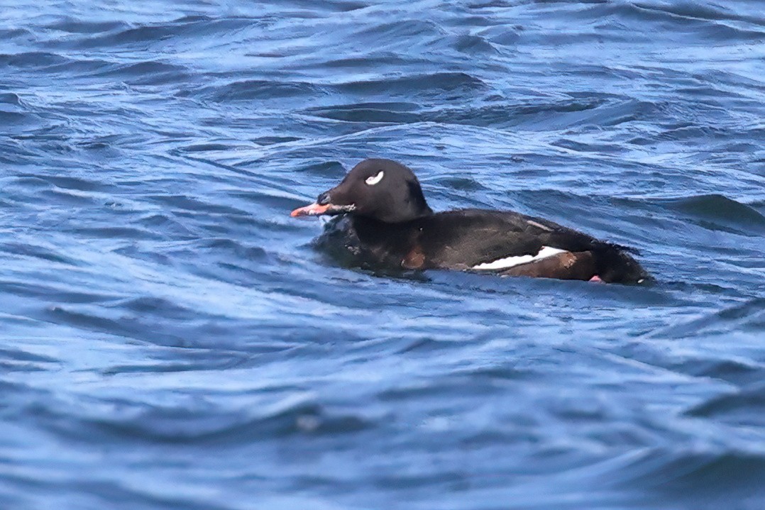 White-winged Scoter - ML531380301