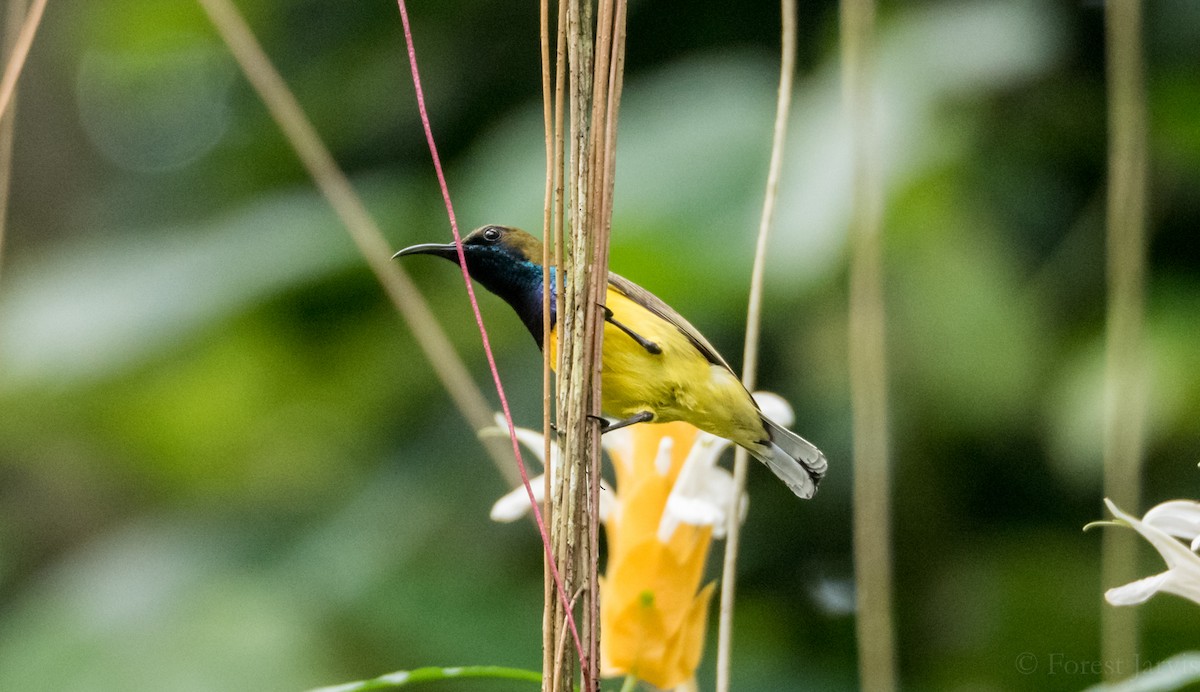 Garden Sunbird - Forest Botial-Jarvis