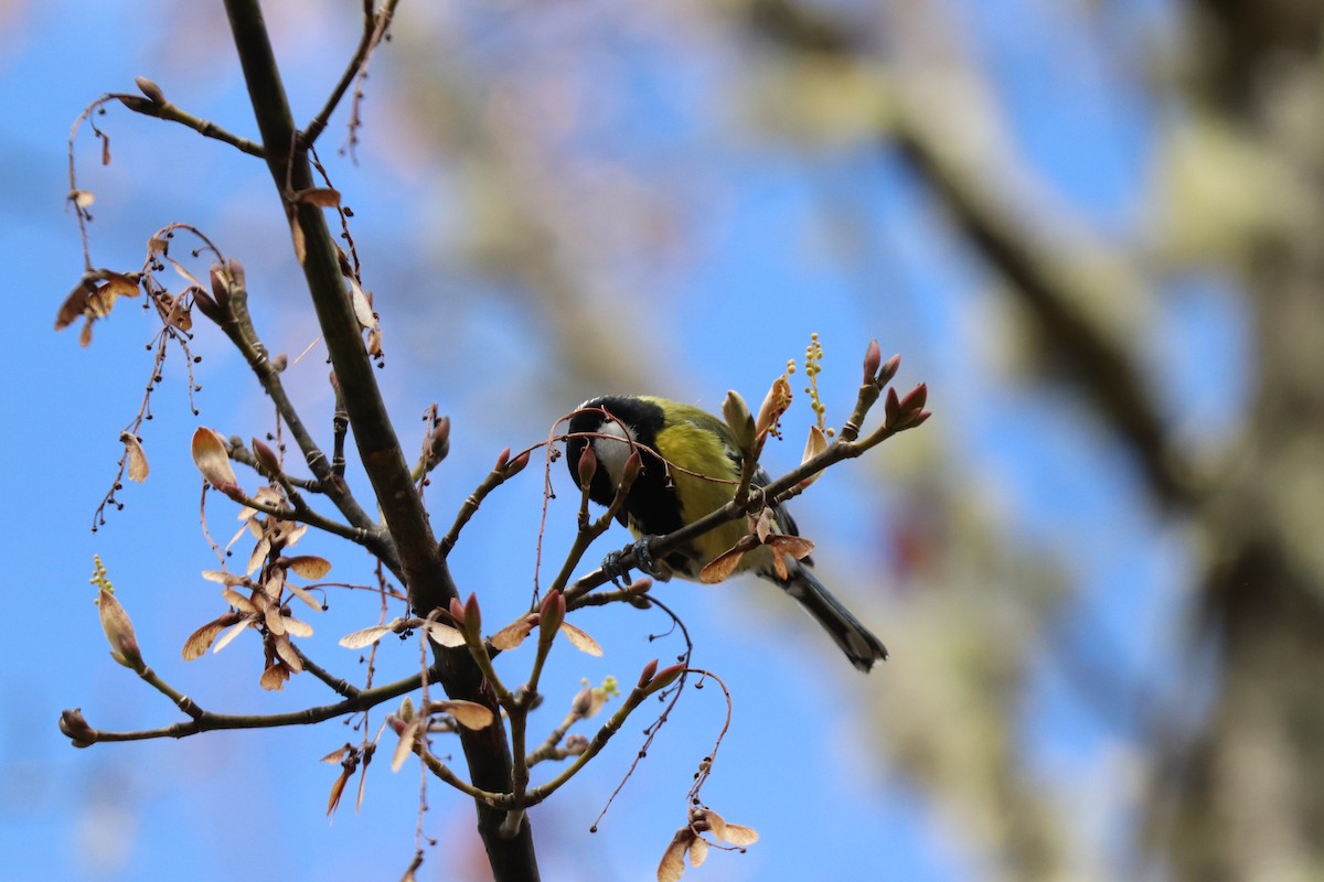 Green-backed Tit - ML531381141