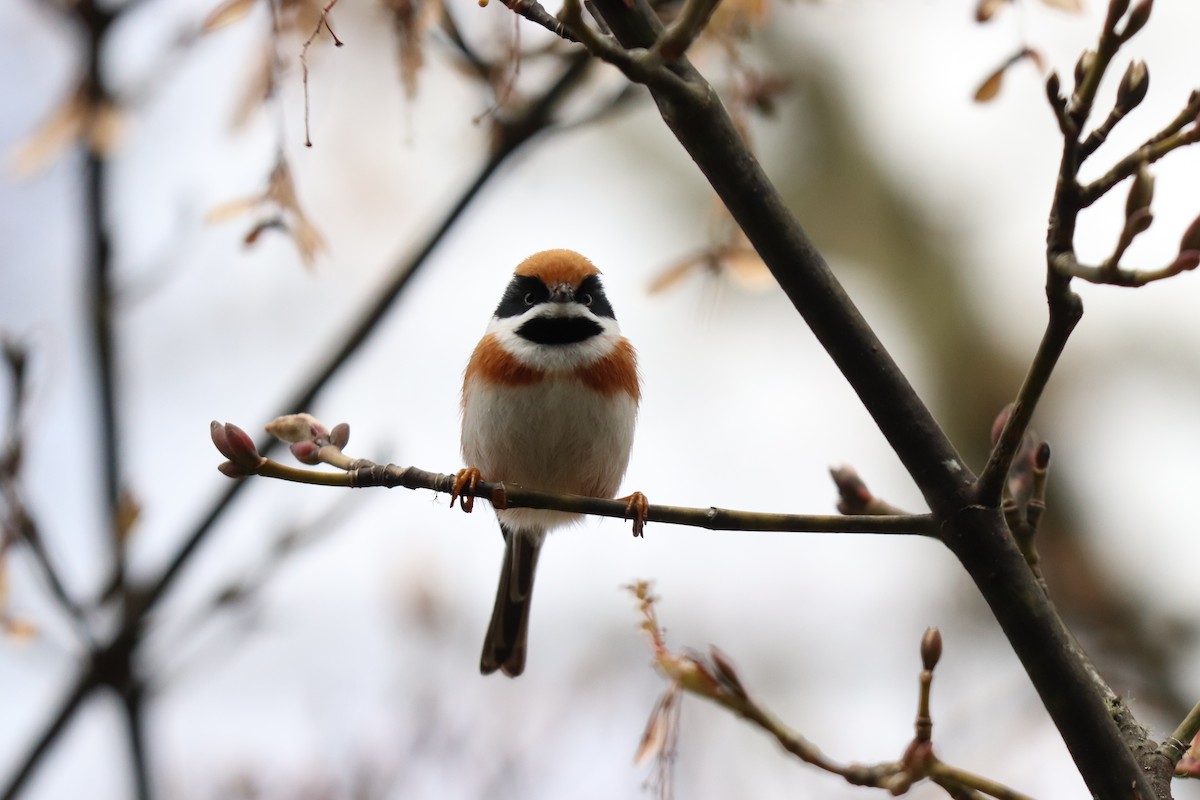 Black-throated Tit - ML531381271