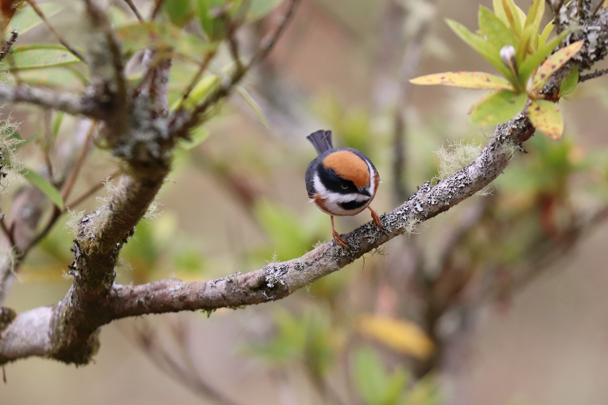 Black-throated Tit - ML531381291