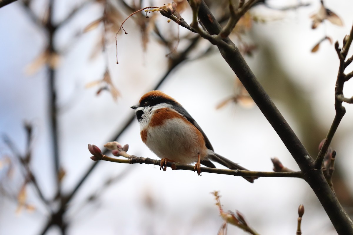 Black-throated Tit - ML531381301